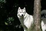 SIBERIAN HUSKY 981